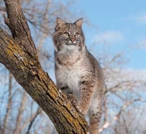 Texas Native Cats: Bobcat