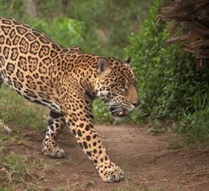 Texas Native Cats: Jaguars