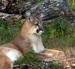 Texas Native Cats: Mountain Lion
