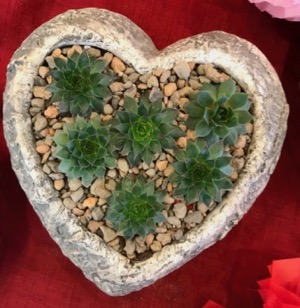 Succulent Heart Planter