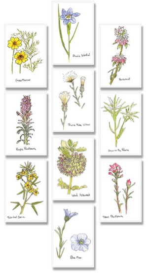 Deborah Young wildflower cards