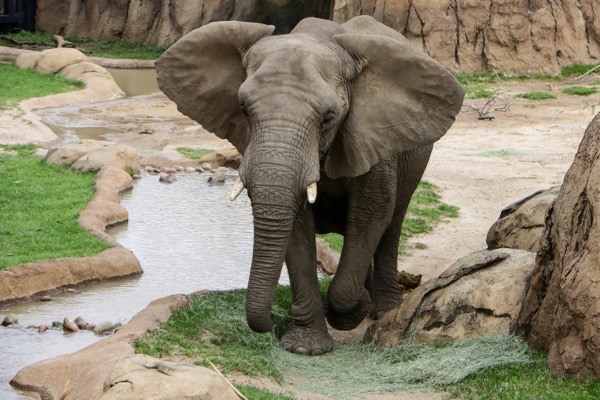 Zola the elephant at Dallas Zoo