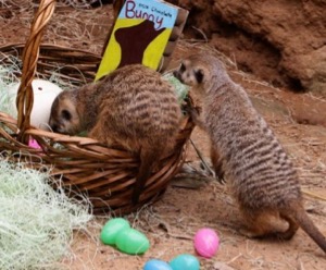 Meerkats on Easter at Dallas Zoo