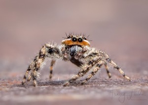 Jumping spider by Tracy Fandre
